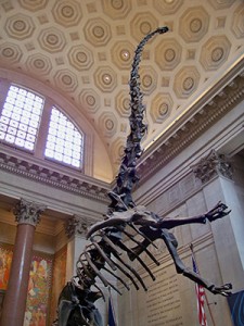 Museum of Natural History Display