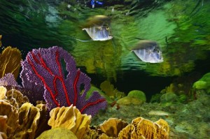 Taken by Brian Skerry
