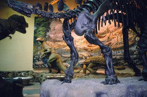 Fernbank Museum Dinosaur Display
